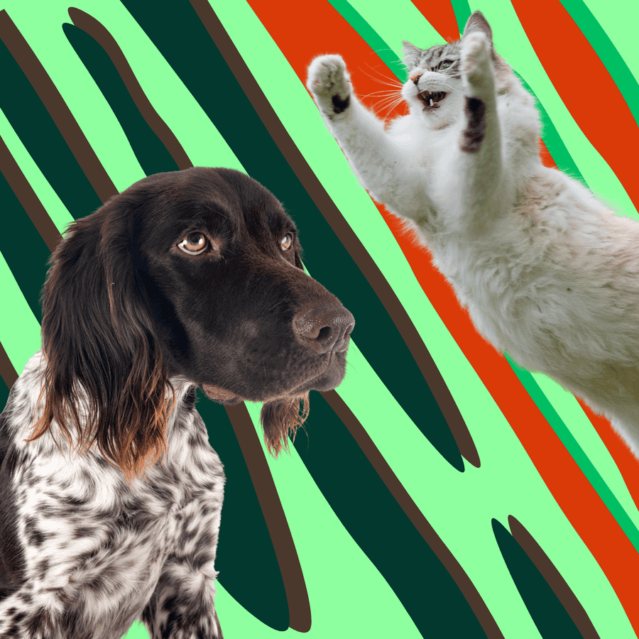 Trivia Box: Kediler ve Köpekler